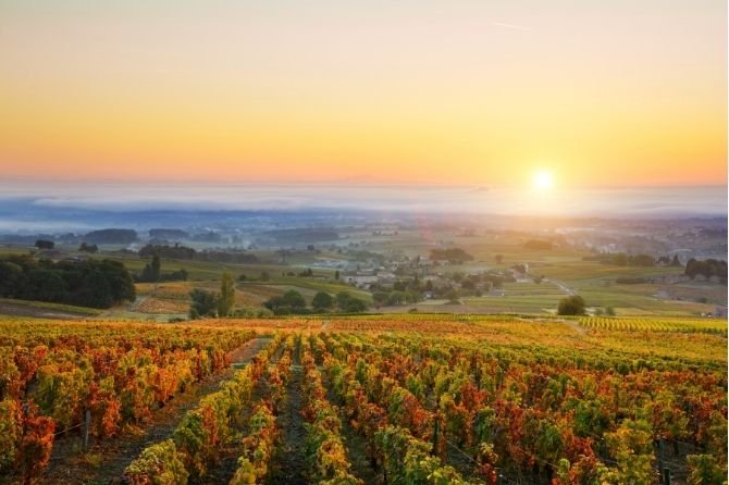 Levé du soleil sur les vignes du Beaujolais
